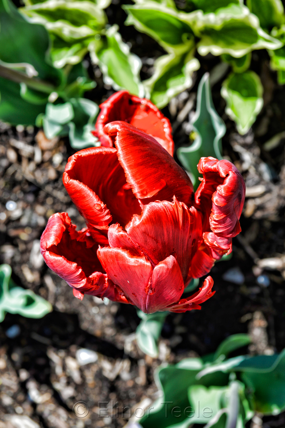 Rococo Tulip - Dramatic 2