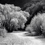 Arrow Riverbed Trees - Black & White 2