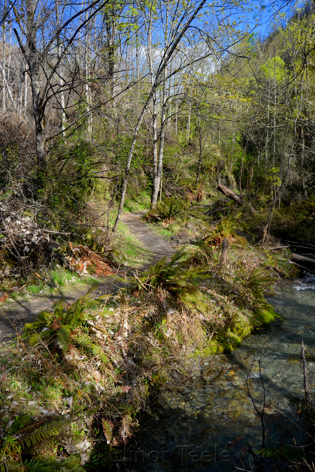 Bush Creek Trail in October 1