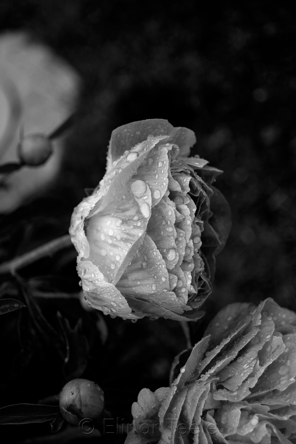 Peonies After the Rain - Black & White