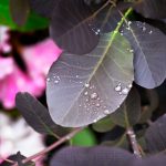 Raindrops & Purple Leaves 1