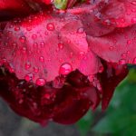 Red Peonies After the Rain 2