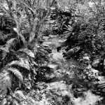 Bush Creek in Summer - Black & White 3