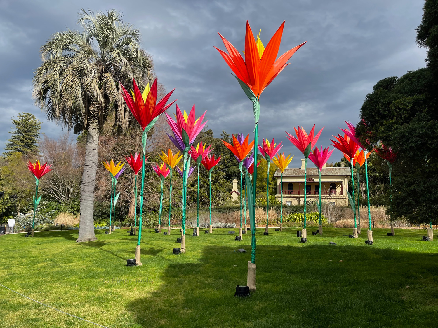 Giant Flowers - Royal Botanic Gardens, Melbourne